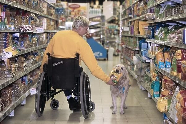 Golden Retriever - aid dog assisting owner in wheelchair