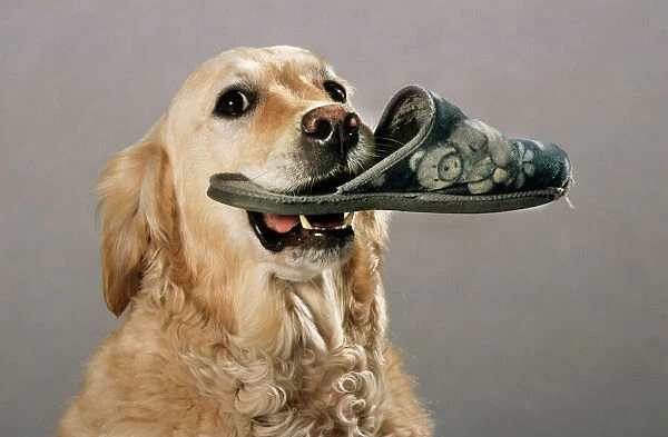 Golden Retriever - aid dog carrying a slipper in mouth