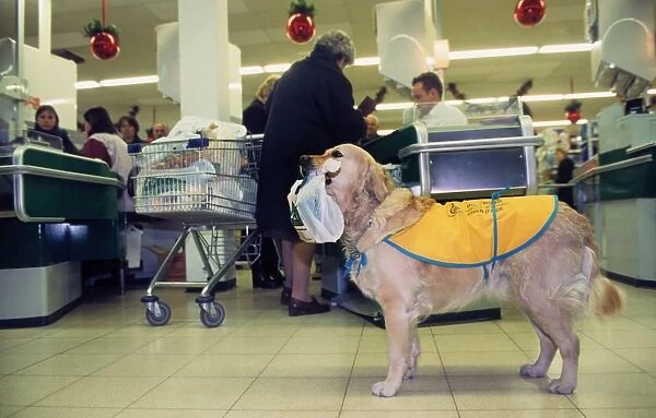 Golden Retriever as aid dog with supermarket bag in muzzle in shop wearing special coat