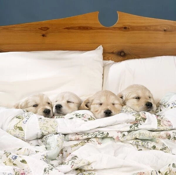 Golden Retriever Dog - 4 puppies in a bed
