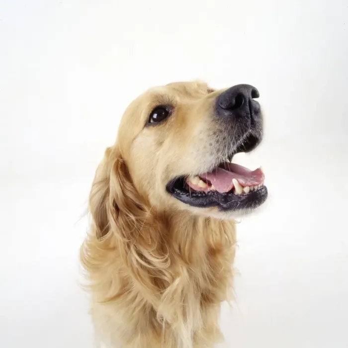 Framed Print : Golden Retriever Dog Framed Print : Golden Retriever Dog