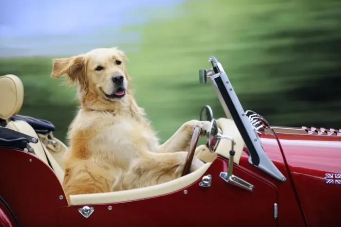 Framed Print : Golden Retriever Dog - in car
