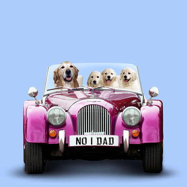 Golden Retriever Dog driving car with puppies