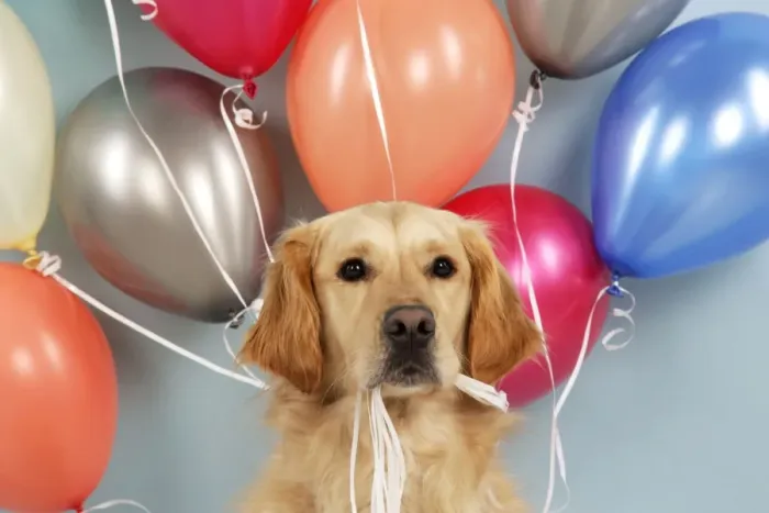 Framed Print : Golden Retriever Dog - holding balloons Framed Print : Golden Retriever Dog - holding balloons