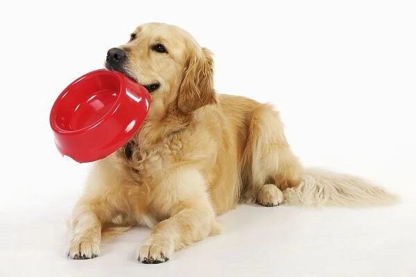 Golden Retriever Dog - holding a bowl