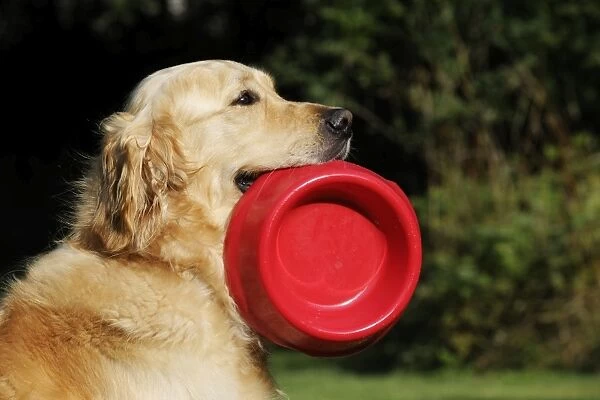 Golden Retriever Dog - holding bowl outside