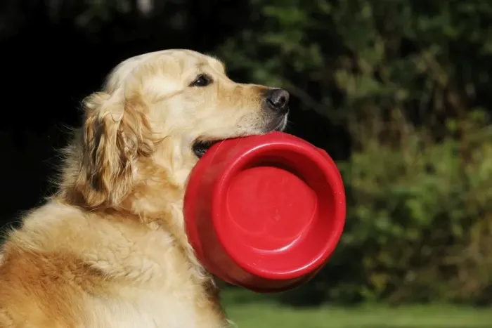 Framed Print : Golden Retriever Dog - holding bowl outside Framed Print : Golden Retriever Dog - holding bowl outside