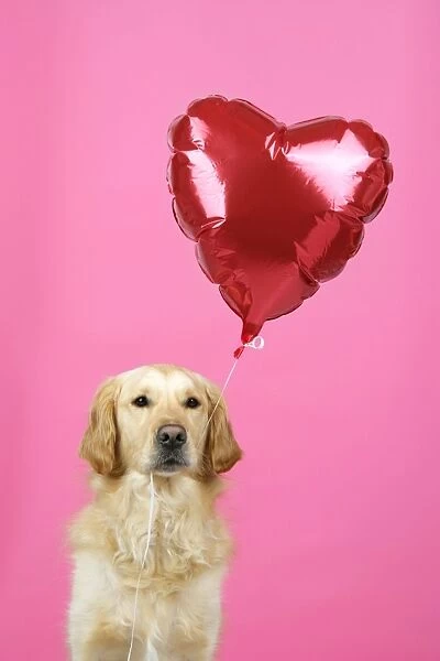 Golden Retriever Dog - holding heart shaped balloon