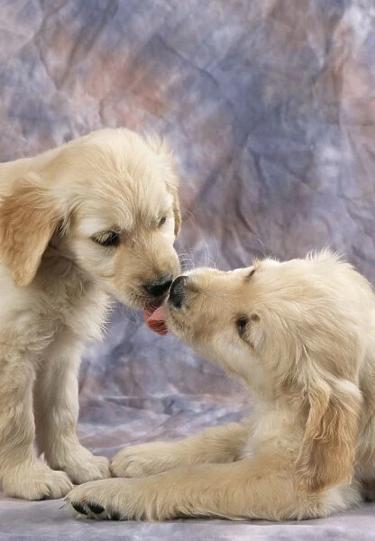 Golden Retriever Dog JD 11594 Puppies licking noses © John Daniels  /  ARDEA LONDON