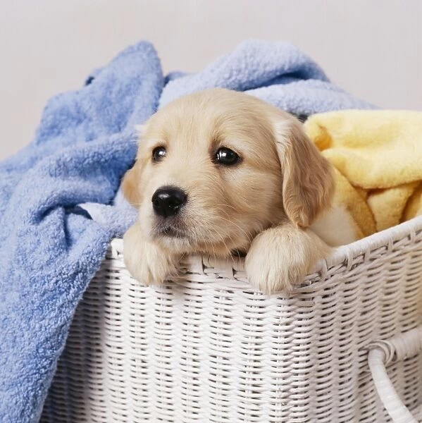 Golden Retriever Dog JD 9378E Puppy in laundry basket © John Daniels  /  ardea. com