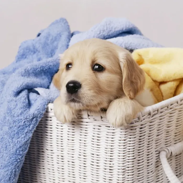 Framed Print : Golden Retriever Dog JD 9378E Puppy in laundry basket © John Daniels / ardea. com Framed Print : Golden Retriever Dog JD 9378E Puppy in laundry basket © John Daniels / ardea. com