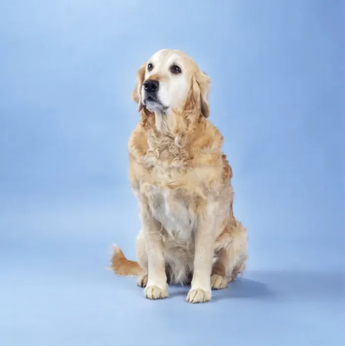 Framed Print : Golden Retriever Dog - old Framed Print : Golden Retriever Dog - old