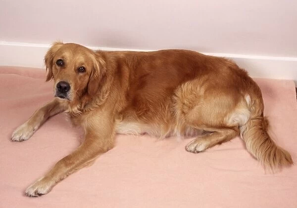 Golden Retriever Dog Pregnant