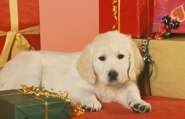 Golden Retriever Dog - amongst presents