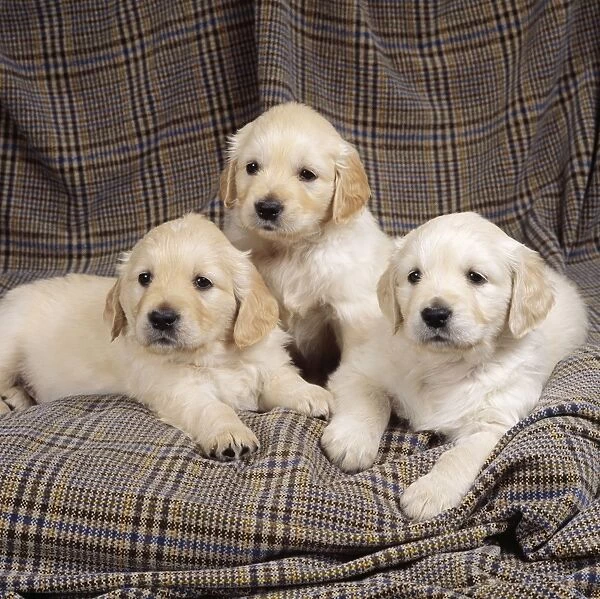 Golden Retriever Dog - Puppies