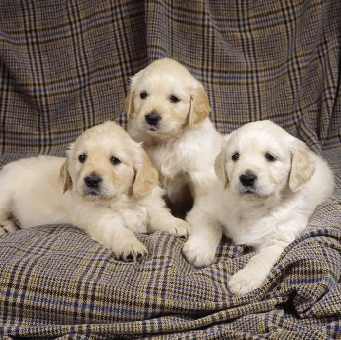 Framed Print : Golden Retriever Dog - Puppies Framed Print : Golden Retriever Dog - Puppies