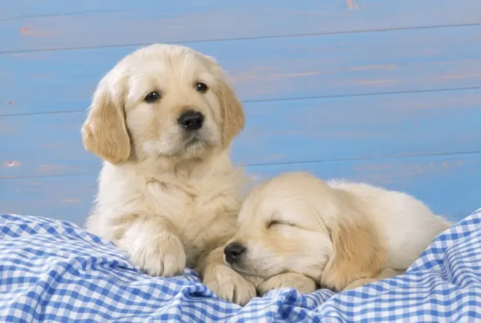 Framed Print : Golden Retriever Dog - puppies on blue gingham