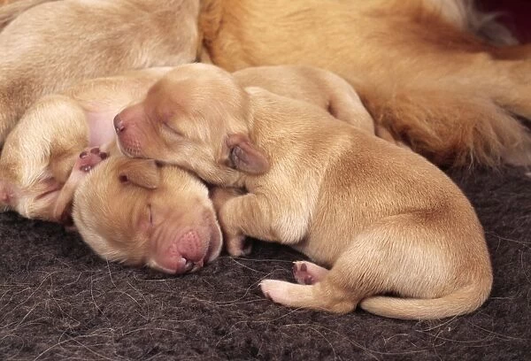 Golden Retriever Dog Puppies, three days old