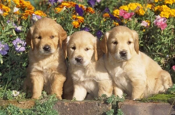 Golden Retriever Dog - puppies in flower bed