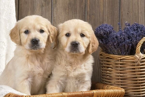 Golden Retriever Dog - puppies with lavendar & lace