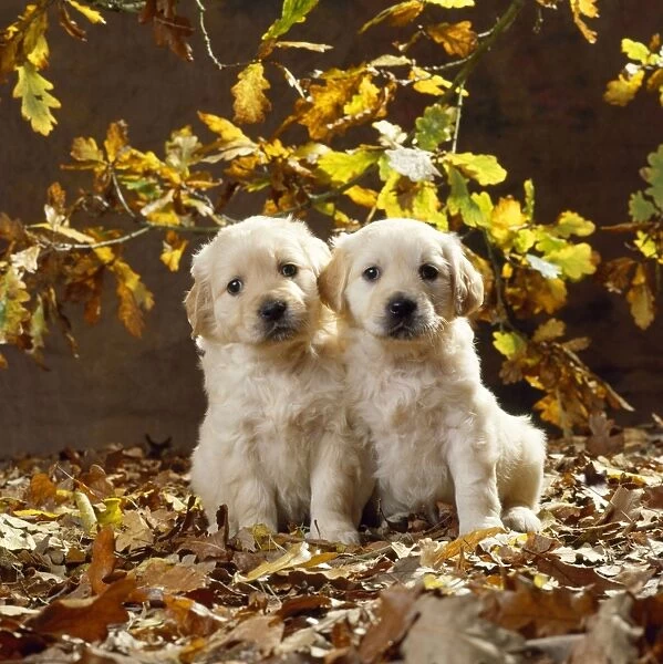 Golden Retriever Dog - puppies in leaves