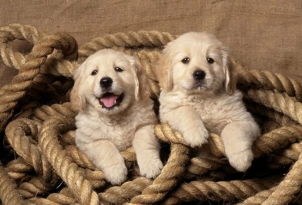 Golden Retriever Dog - puppies in rope