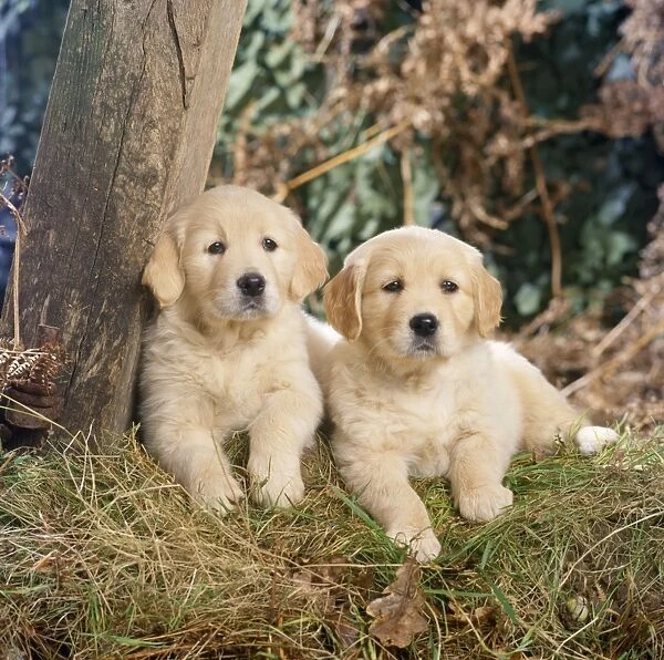 Golden Retriever Dog - puppies in the woods