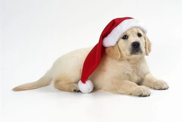 Golden Retriever Dog - puppt wearing Christmas hat