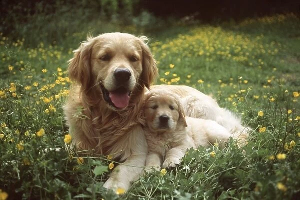 Golden Retriever Dog & puppy