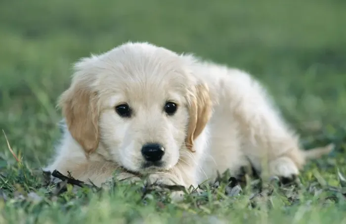 Framed Print : Golden Retriever Dog - puppy Framed Print : Golden Retriever Dog - puppy