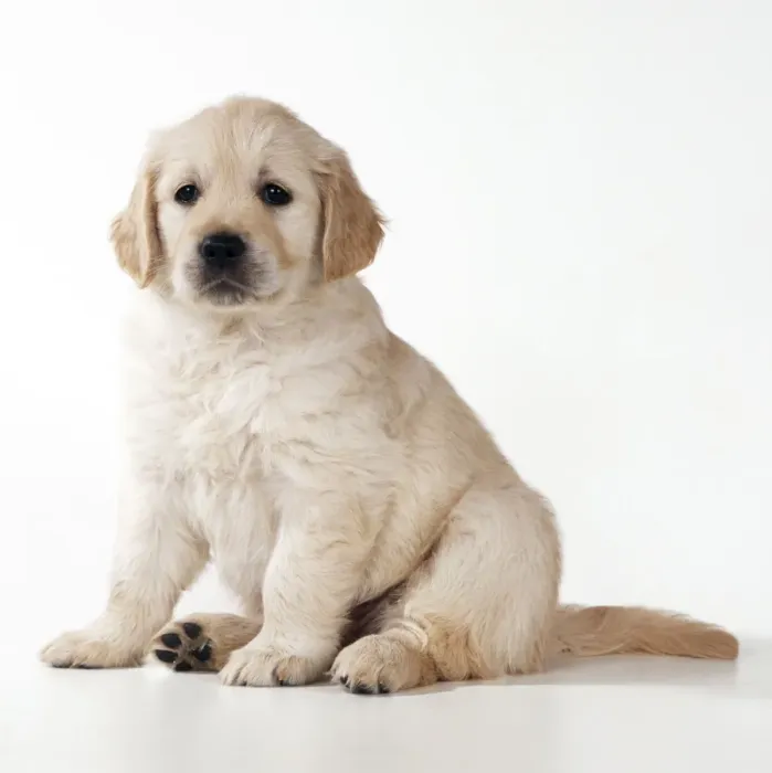 Framed Print : Golden Retriever Dog Puppy Framed Print : Golden Retriever Dog Puppy