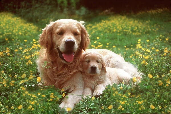 Golden Retriever DOG - with puppy