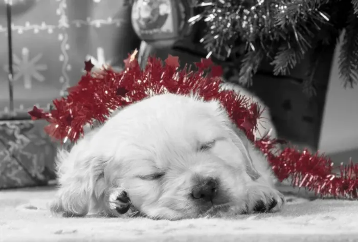 Framed Print : Golden Retriever Dog - puppy asleep under Christmas tree. Manipulated image with selective colouring Framed Print : Golden Retriever Dog - puppy asleep under Christmas tree. Manipulated image with selective colouring