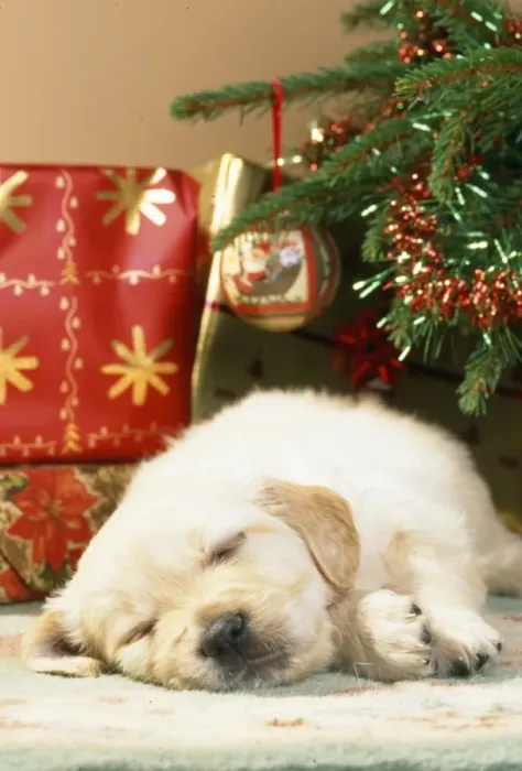 Framed Print : Golden Retriever Dog - puppy asleep under christmas tree Framed Print : Golden Retriever Dog - puppy asleep under christmas tree