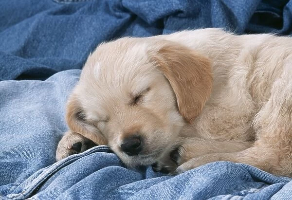 Golden Retriever Dog Puppy asleep on denim jeans