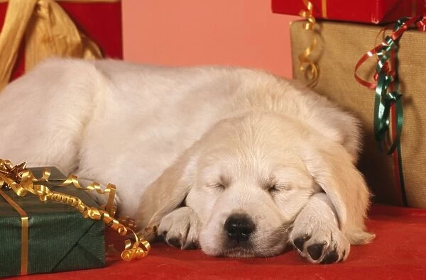Golden Retriever Dog Puppy asleep amongst presents