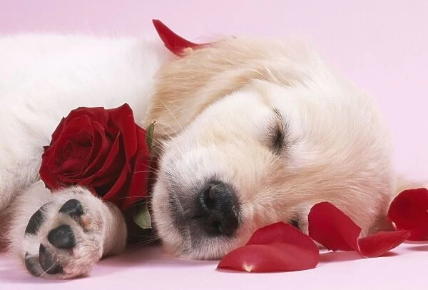 Golden Retriever Dog Puppy asleep with rose & petals