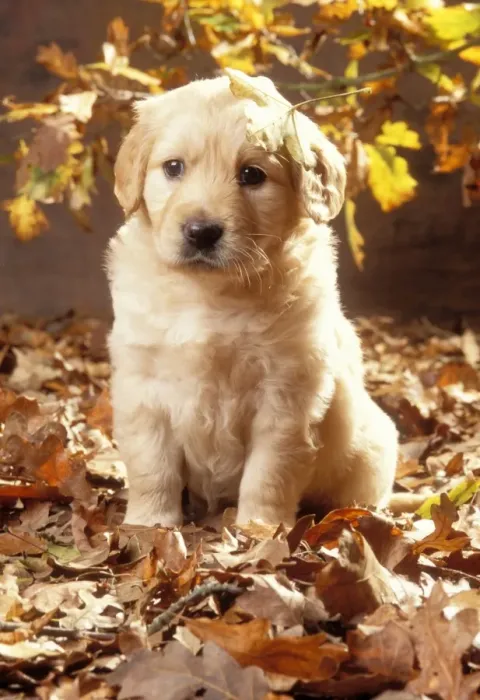 Framed Print : Golden Retriever Dog Puppy in autumn leaves Framed Print : Golden Retriever Dog Puppy in autumn leaves
