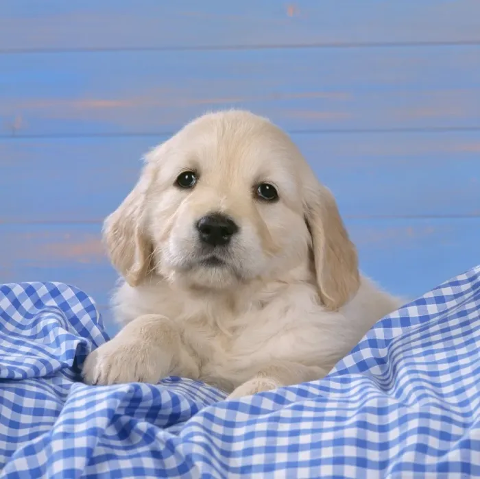 Framed Print : Golden Retriever Dog - puppy on blue gingham Framed Print : Golden Retriever Dog - puppy on blue gingham