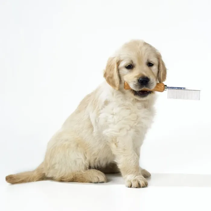 Framed Print : Golden Retriever Dog - puppy carrying grooming comb Framed Print : Golden Retriever Dog - puppy carrying grooming comb