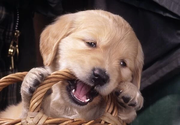 Golden Retriever Dog - Puppy chewing basket
