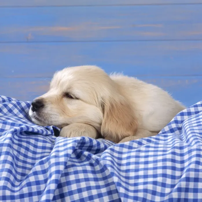 Framed Print : Golden Retriever Dog - Puppy on Gingham Framed Print : Golden Retriever Dog - Puppy on Gingham