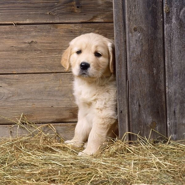 Golden Retriever Dog - puppy in hay barn