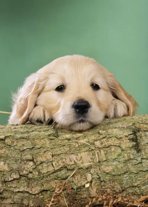 Framed Print : Golden Retriever Dog - Puppy with head on log Framed Print : Golden Retriever Dog - Puppy with head on log
