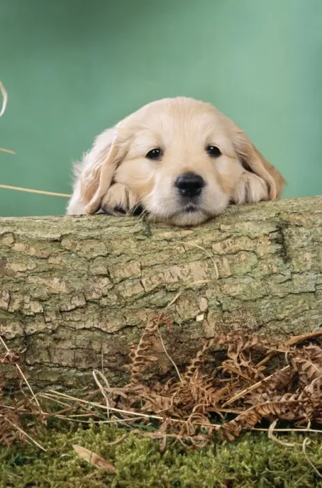 Framed Print : Golden Retriever Dog - Puppy with head on log Framed Print : Golden Retriever Dog - Puppy with head on log