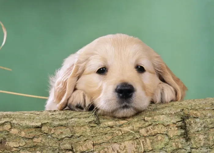 Framed Print : Golden Retriever Dog - Puppy with head on log Framed Print : Golden Retriever Dog - Puppy with head on log