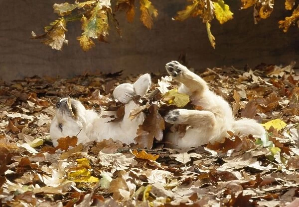 Golden Retriever Dog - puppy in leaves