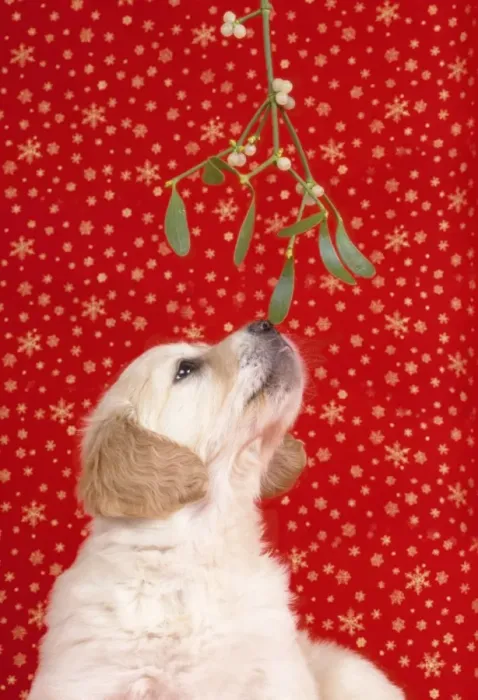 Framed Print : Golden Retriever Dog - Puppy under Mistletoe