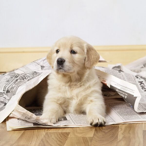 Golden Retriever Dog - puppy under newspapers