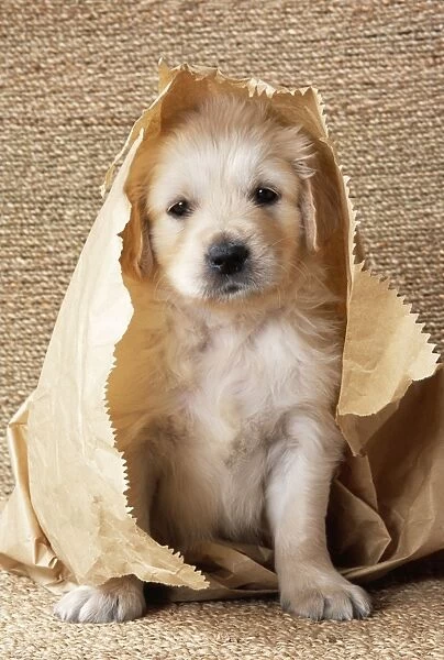 Golden Retriever Dog - puppy in paper bag